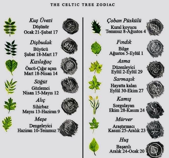 Sizi temsil eden ağaç hangisi?