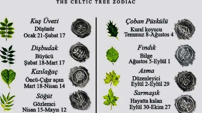 Kelt astrolojisi doğayla insan davranışlarını sınıflandırıp doğum zamanına göre onlara birer ağaç belirlemiş. Sizin ağacınız ne?