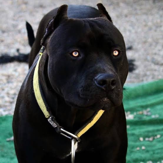 Kedi insanı mısın, köpek insanı mı? 👥?
