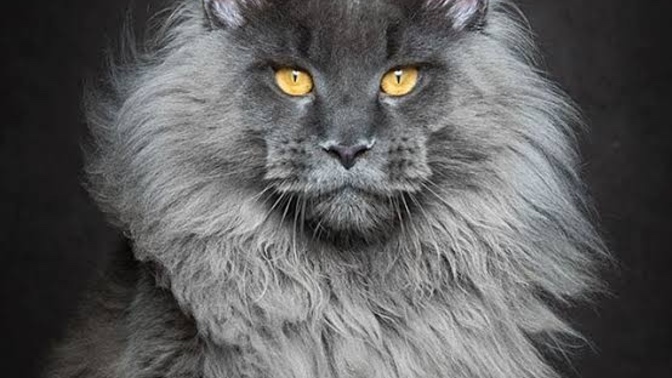 Kedi insanı mısın, köpek insanı mı? 👥?