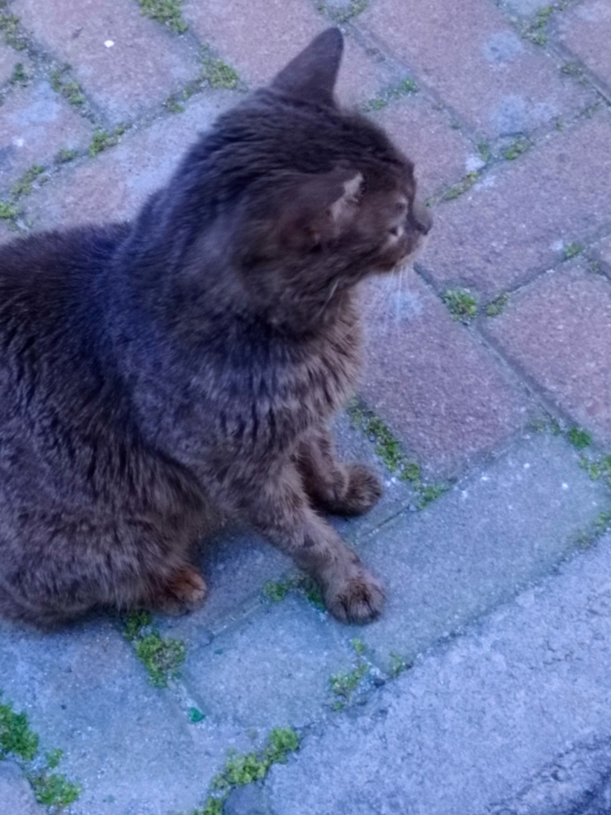 Sokaktaki hayvanlara yardım eder misiniz?