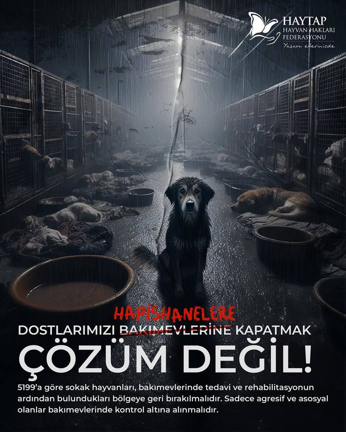 Medyanın saçma sapan algıları yüzünden sokak hayvanlarına zarar verilmesi hakkında ne düşünüyorsunuz?