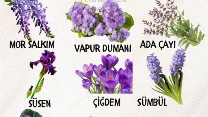 Mor çiçekli bitkilerden en çok hangi çiçeği seviyorsunuz?