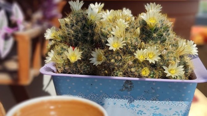 Dikenlerin bile üstünde çiçek açan şu dünyada. Umudunuz hep var mi?