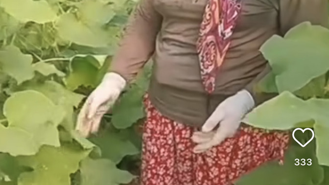 Çiftçiler ürünlerin para etmemesinden dertli sizce sorun nerede?