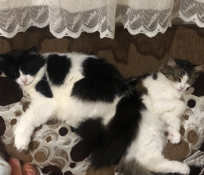 Bir kedi bırakmayalım mı?