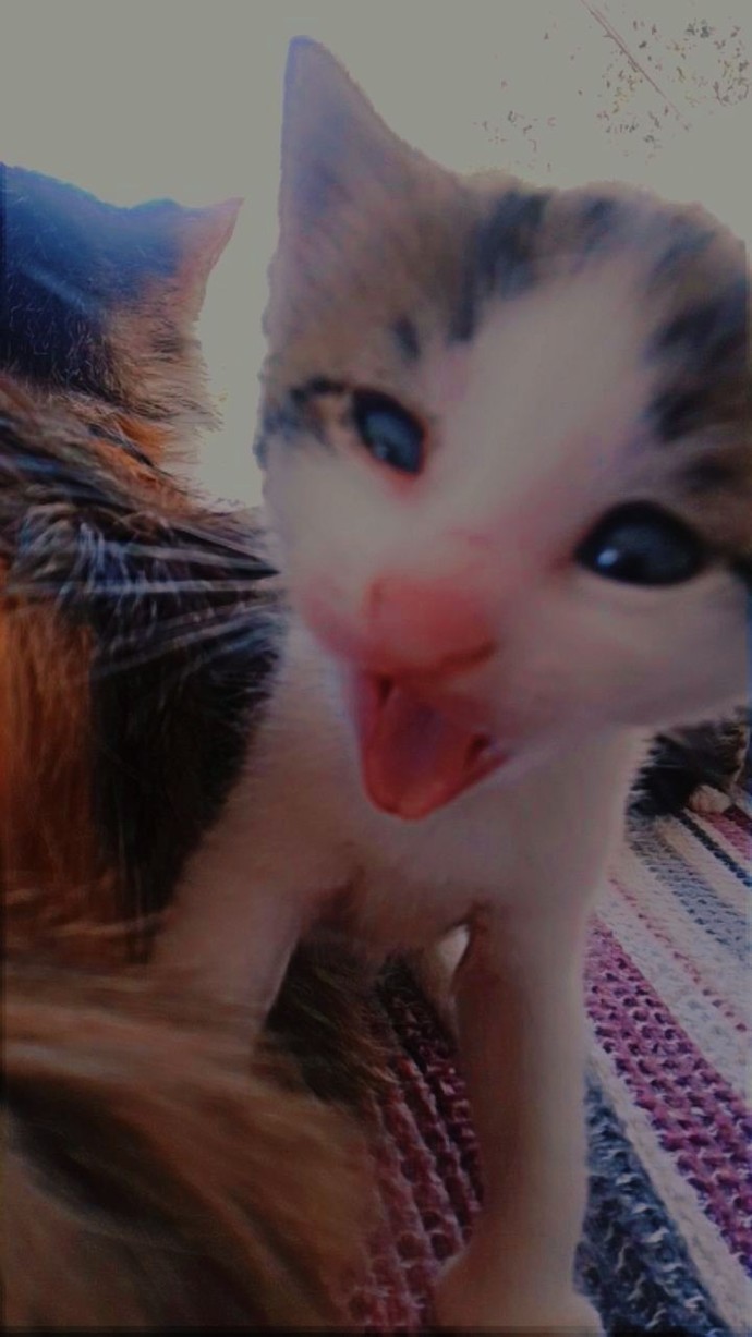 Bir kedi bırakmayalım mı?
