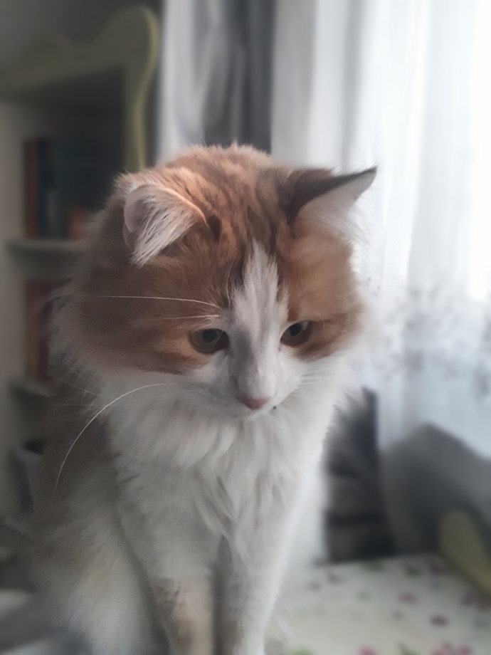 Bir kedi bırakmayalım mı?