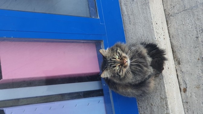 Bir kedi bırakmayalım mı?