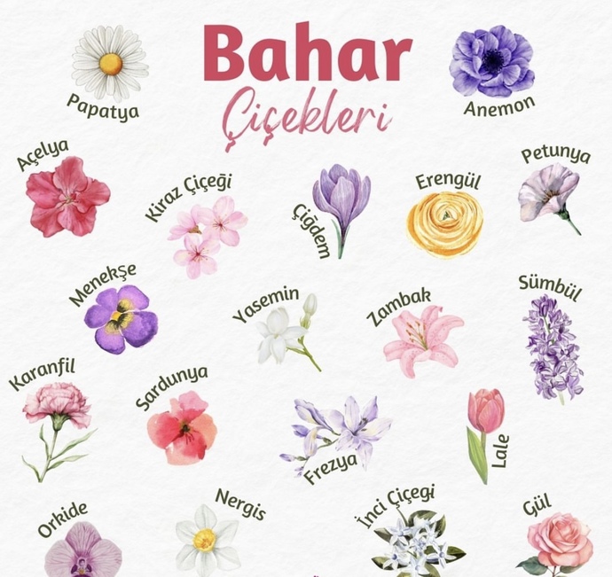 Bahar çiçeklerinden sizin en sevdiğiniz hangisi?