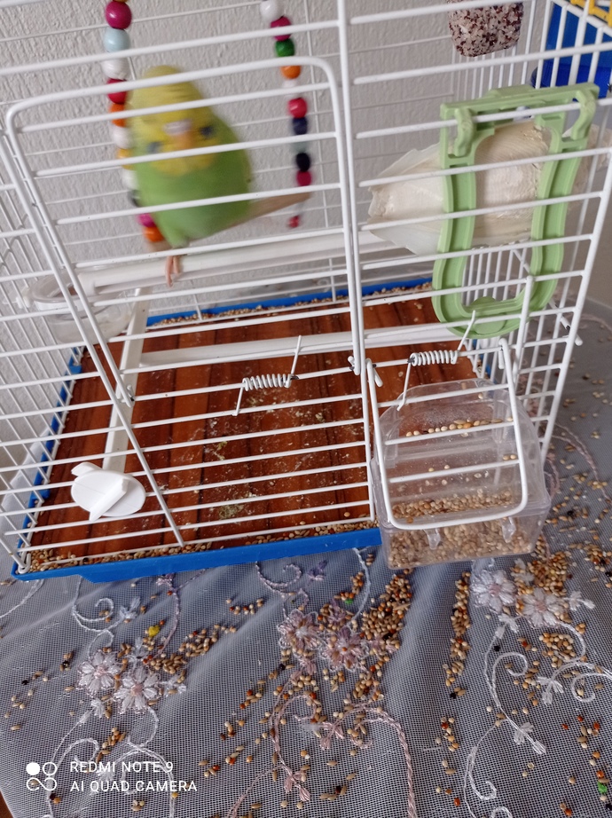 Kuş besleyenler cevap verirse sevinirim?