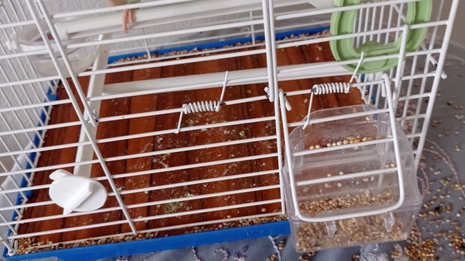 Kuş besleyenler cevap verirse sevinirim?