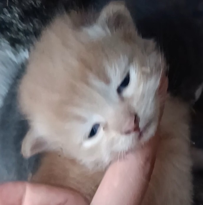 Dünyayı kediler yönetse daha iyi olmaz mı?
