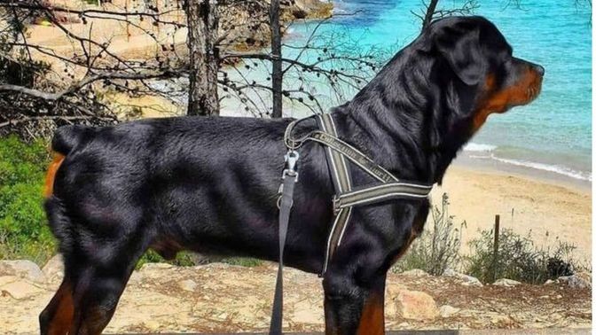 Bir maşallah alırız?