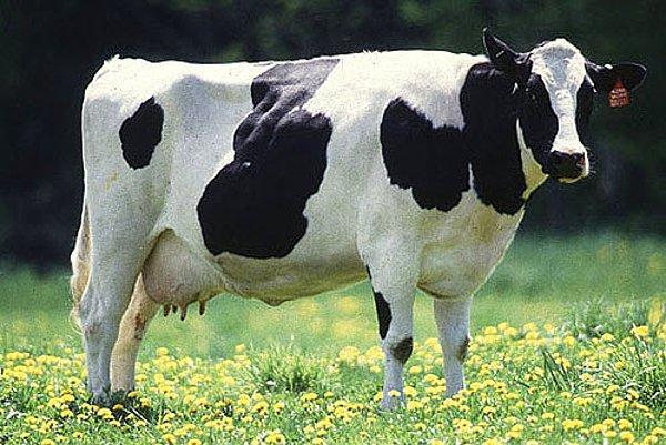 Ayran yapmayı bilmeyen kızla evlenilir mı?
