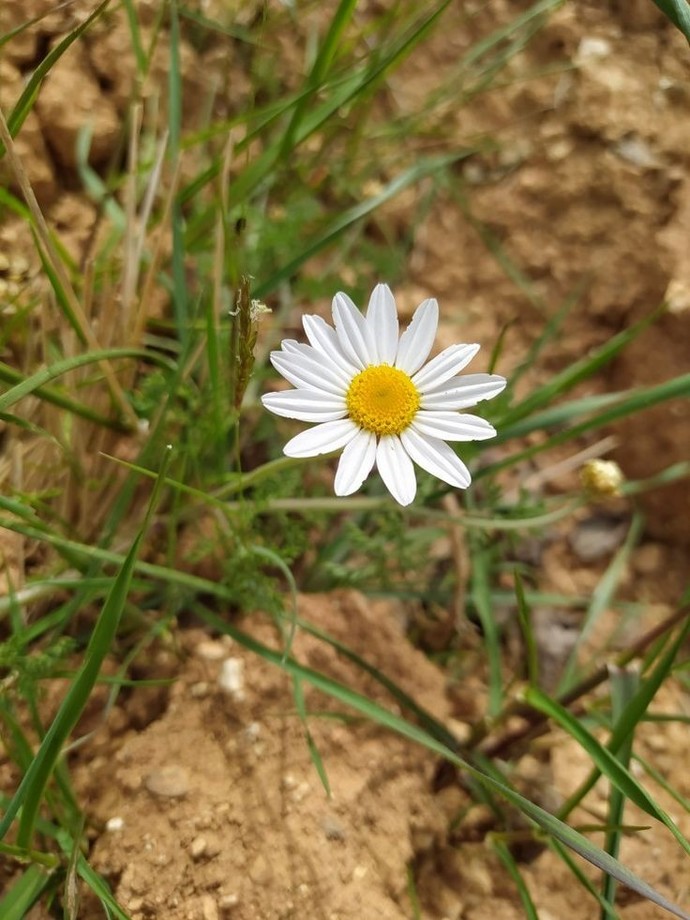 Papatya falına bakanların hep bi sevdiği mi vardır?