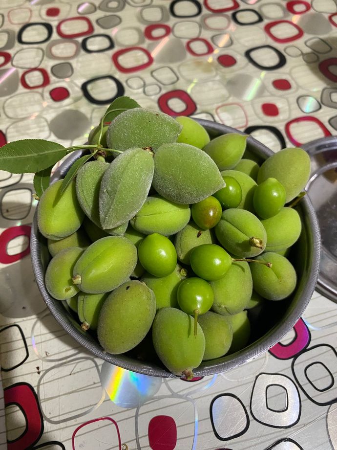 En son ağaçtan ne topladınız?