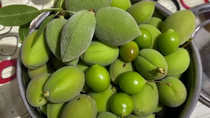 En son ağaçtan ne topladınız?