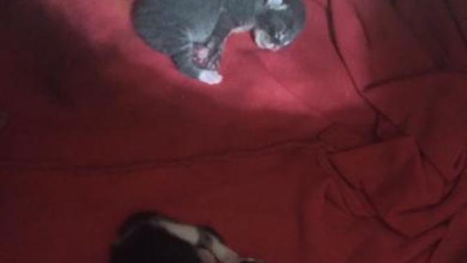 Yeni doğan kedileri ele almak zararlı mı?
