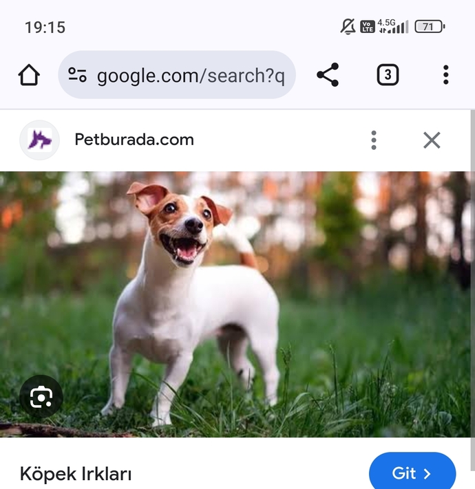 Köpekler üzerinize atlayınca korkuyor musunuz siz de istemsizce?