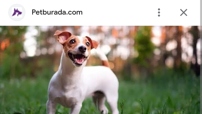 Köpekler üzerinize atlayınca korkuyor musunuz siz de istemsizce?