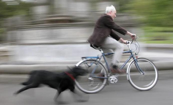 Sizin kaçtığınız köpeklerin kovaladığı bir maceranız var mı 🐕 🐶 ?