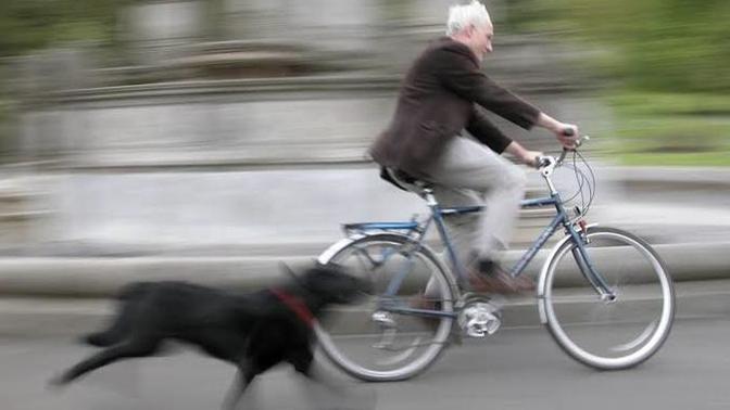 Sizin kaçtığınız köpeklerin kovaladığı bir maceranız var mı 🐕 🐶 ?