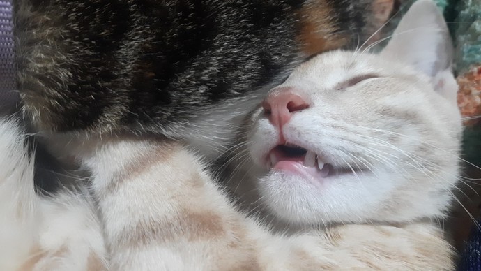 Evlenince cocuk yapmak mı yoksa kedi beslemek mi?