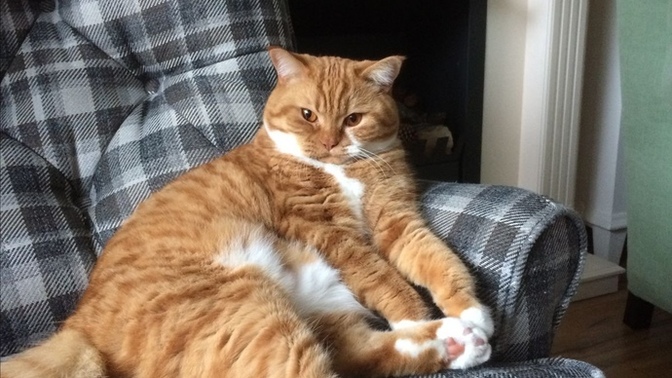 Evlenince cocuk yapmak mı yoksa kedi beslemek mi?