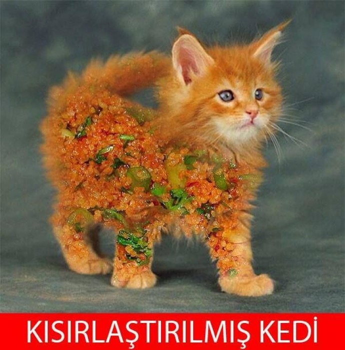Kedimi kısırlaştıracağım. Kısırlaştırma sonrası nasıl oluyor?