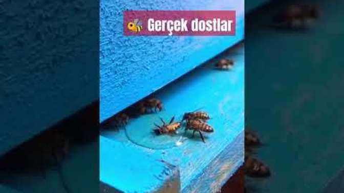 Zor da kalan arkadaşına yardım eder misin?