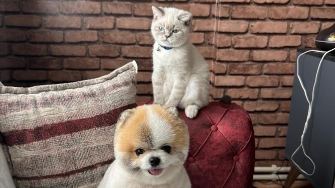 Kediyle köpek anlaştı, senle ben anlaşamadık dediğin biri oldu mu?