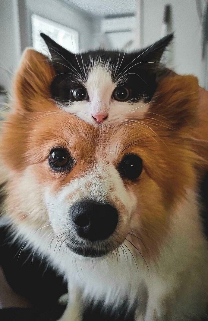 Kedi mi sahiplenmeliyim? Köpek mi? Kedi/ Köpek sahibi olanlar varsa bilgi alabilir miyim?