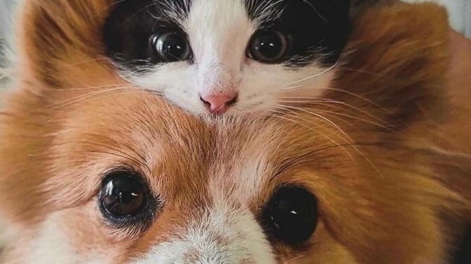 Kedi mi sahiplenmeliyim? Köpek mi? Kedi/ Köpek sahibi olanlar varsa bilgi alabilir miyim?