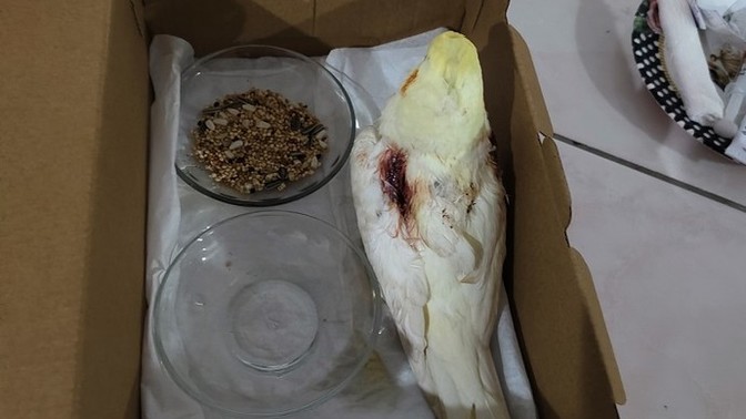 Antibiyotik krem sürdüm?
