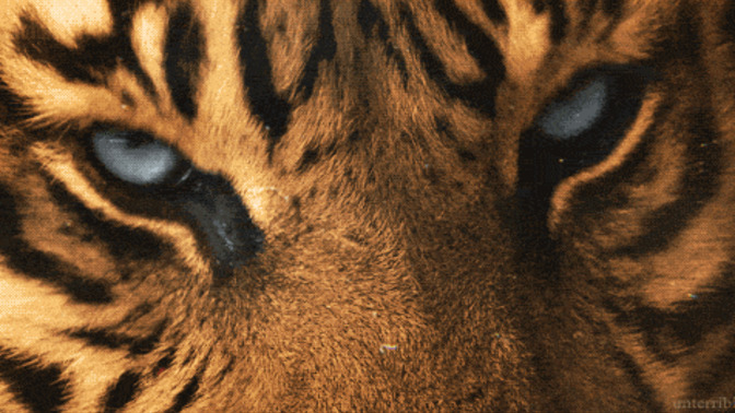 Belgesel izler misiniz?