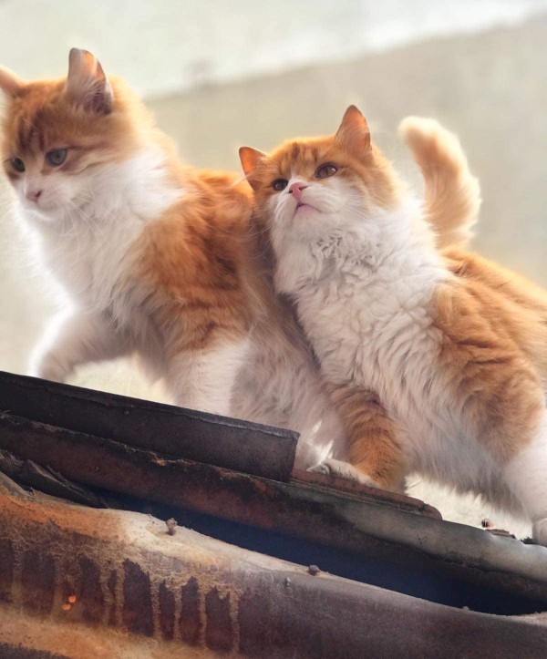 Tokat'ta kedi güzellik yarışması düzenlendi. Evcil hayvanınızı güzellik yarışmasına katılmasını ister misiniz?