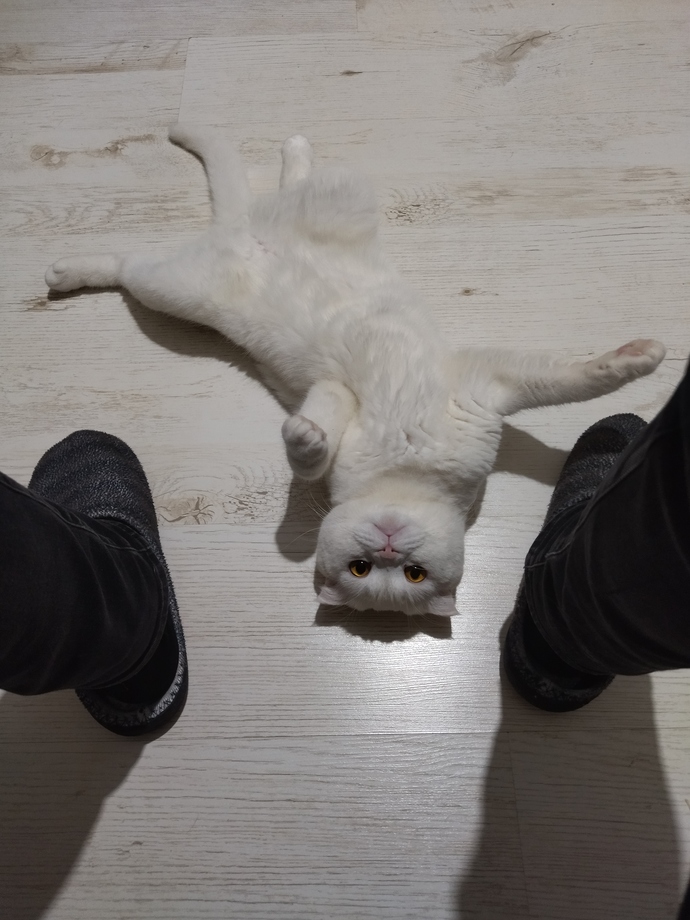 Tokat'ta kedi güzellik yarışması düzenlendi. Evcil hayvanınızı güzellik yarışmasına katılmasını ister misiniz?