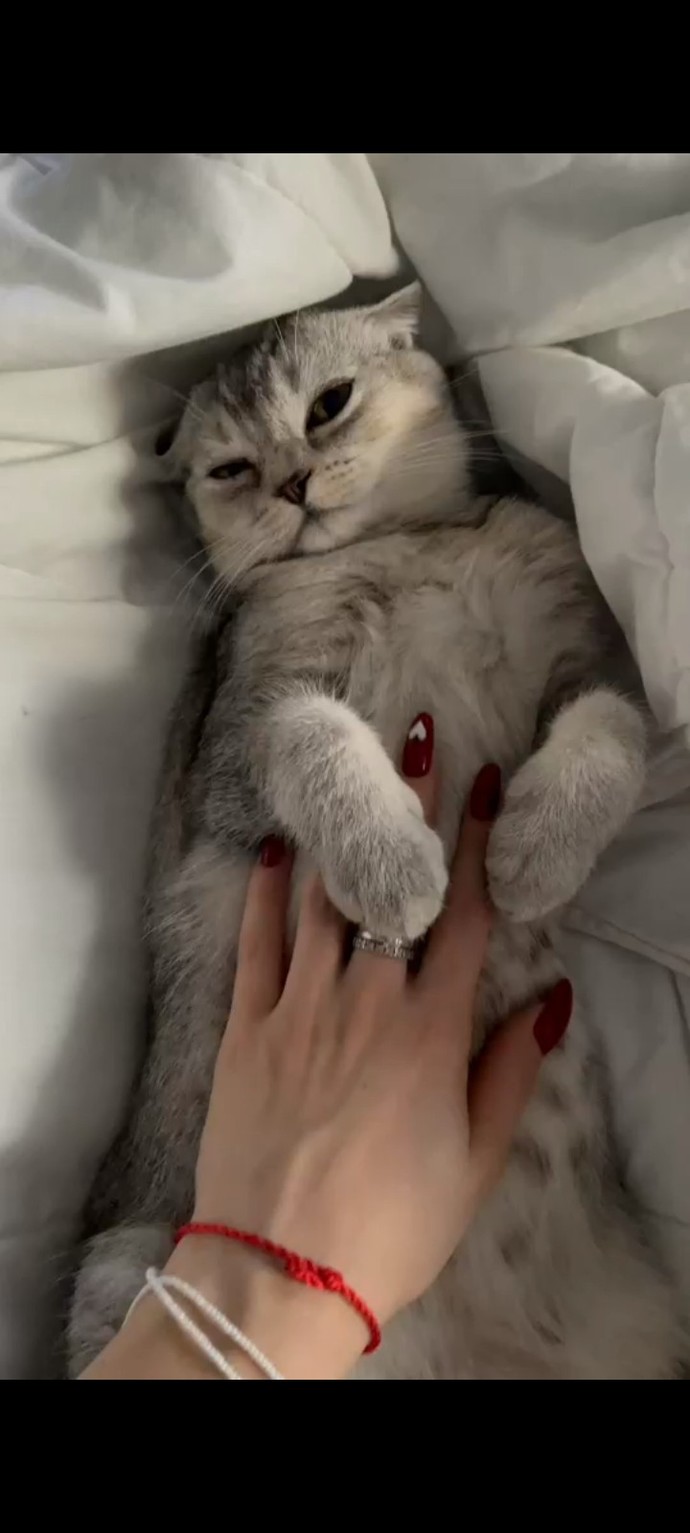 Tokat'ta kedi güzellik yarışması düzenlendi. Evcil hayvanınızı güzellik yarışmasına katılmasını ister misiniz?