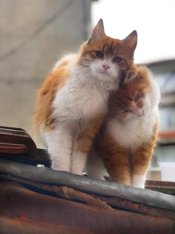 Tokat'ta kedi güzellik yarışması düzenlendi. Evcil hayvanınızı güzellik yarışmasına katılmasını ister misiniz?