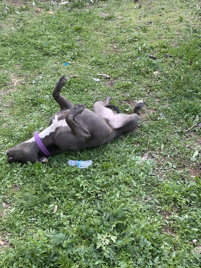 Tokat'ta kedi güzellik yarışması düzenlendi. Evcil hayvanınızı güzellik yarışmasına katılmasını ister misiniz?