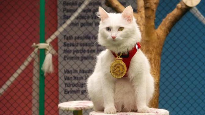 Tokat'ta kedi güzellik yarışması düzenlendi. Evcil hayvanınızı güzellik yarışmasına katılmasını ister misiniz?