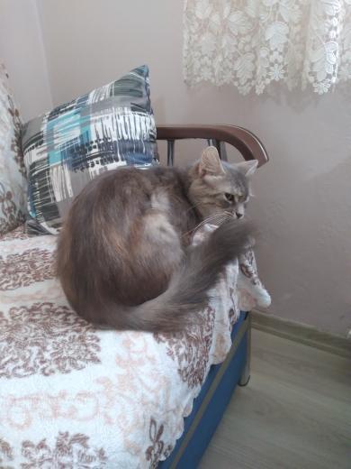 Titiz birisi evinde kedi beslemez mi?