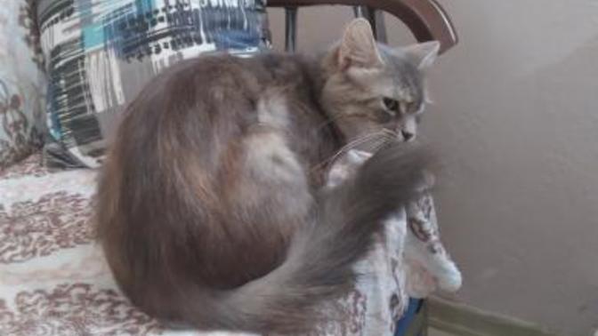 Titiz birisi evinde kedi beslemez mi?