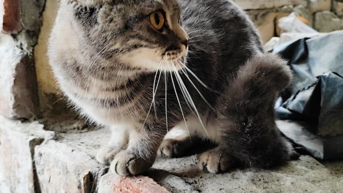 Sahiplenmek isteyen var mı ?