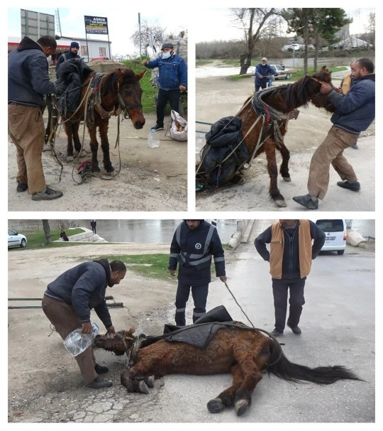 Sizce hayvanların da derdi var mıdır🥹 ?