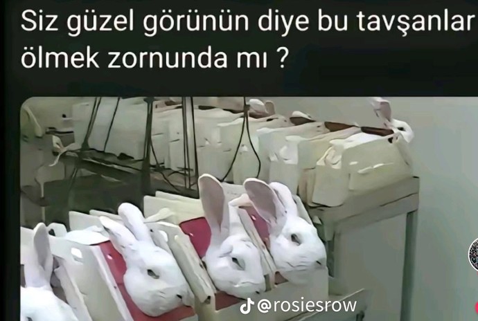 Sizce hayvanların da derdi var mıdır🥹 ?