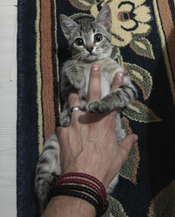 Hayvanlarla ilk temas nasıl olmalı?