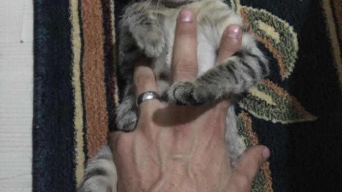 Hayvanlarla ilk temas nasıl olmalı?