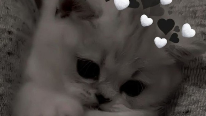 Hakkınızda bir şey tahmin edeyim mi🐣😌🙃?